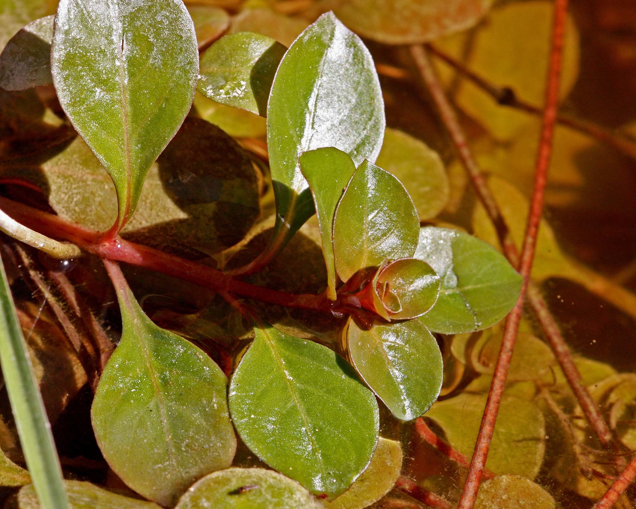 Ludwigia repens